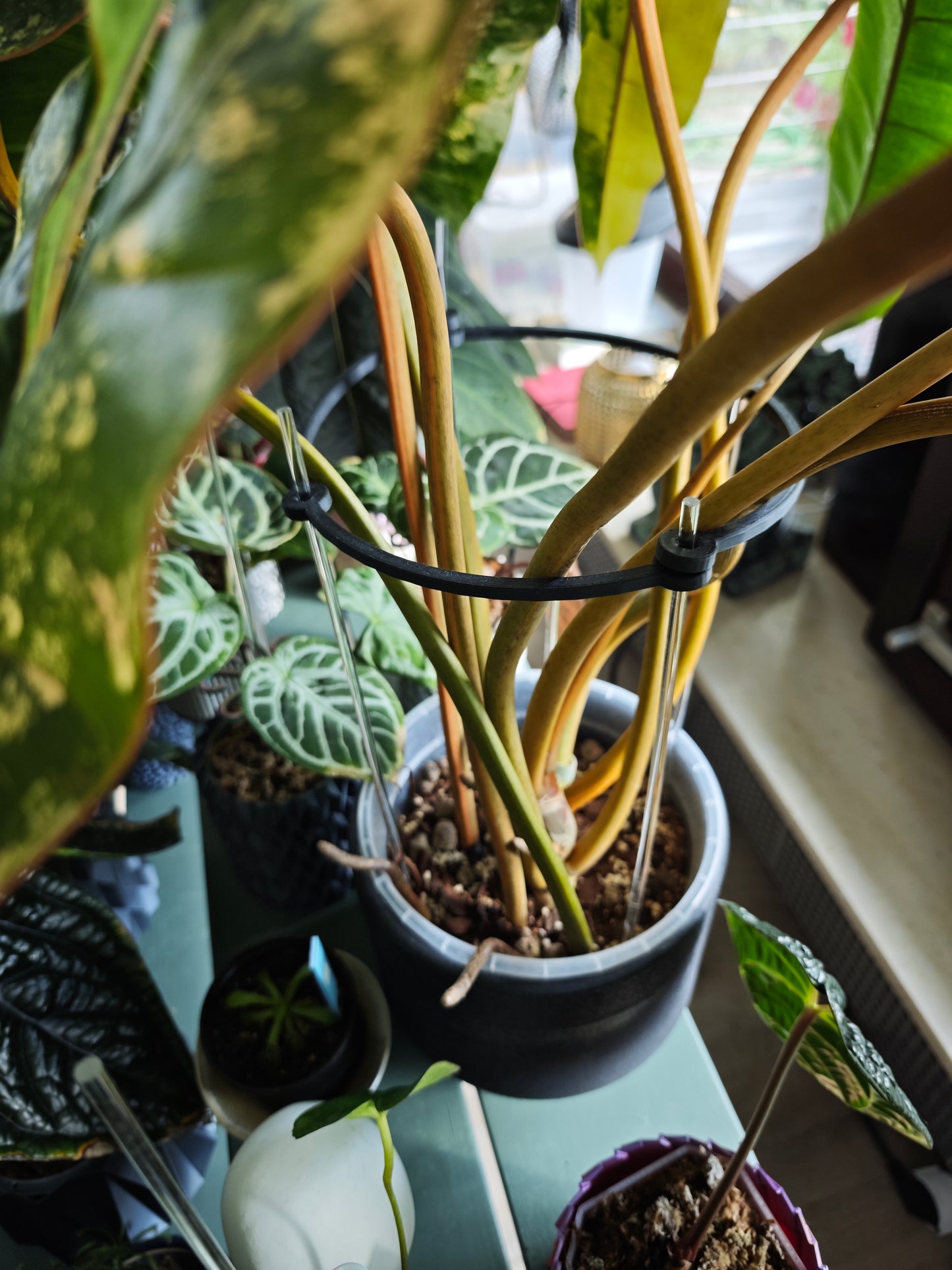 LeafLoop Set