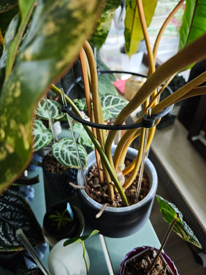 LeafLoop Set
