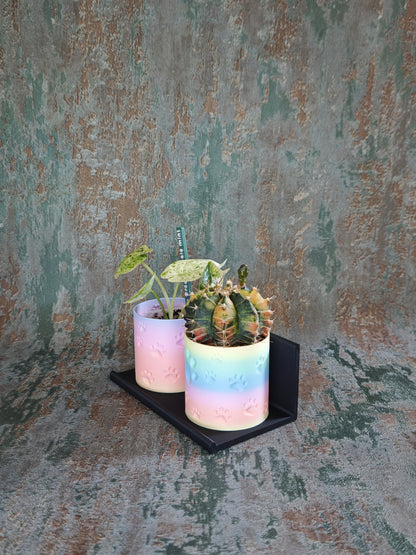 Vitrinenwinkel "Plant Up"