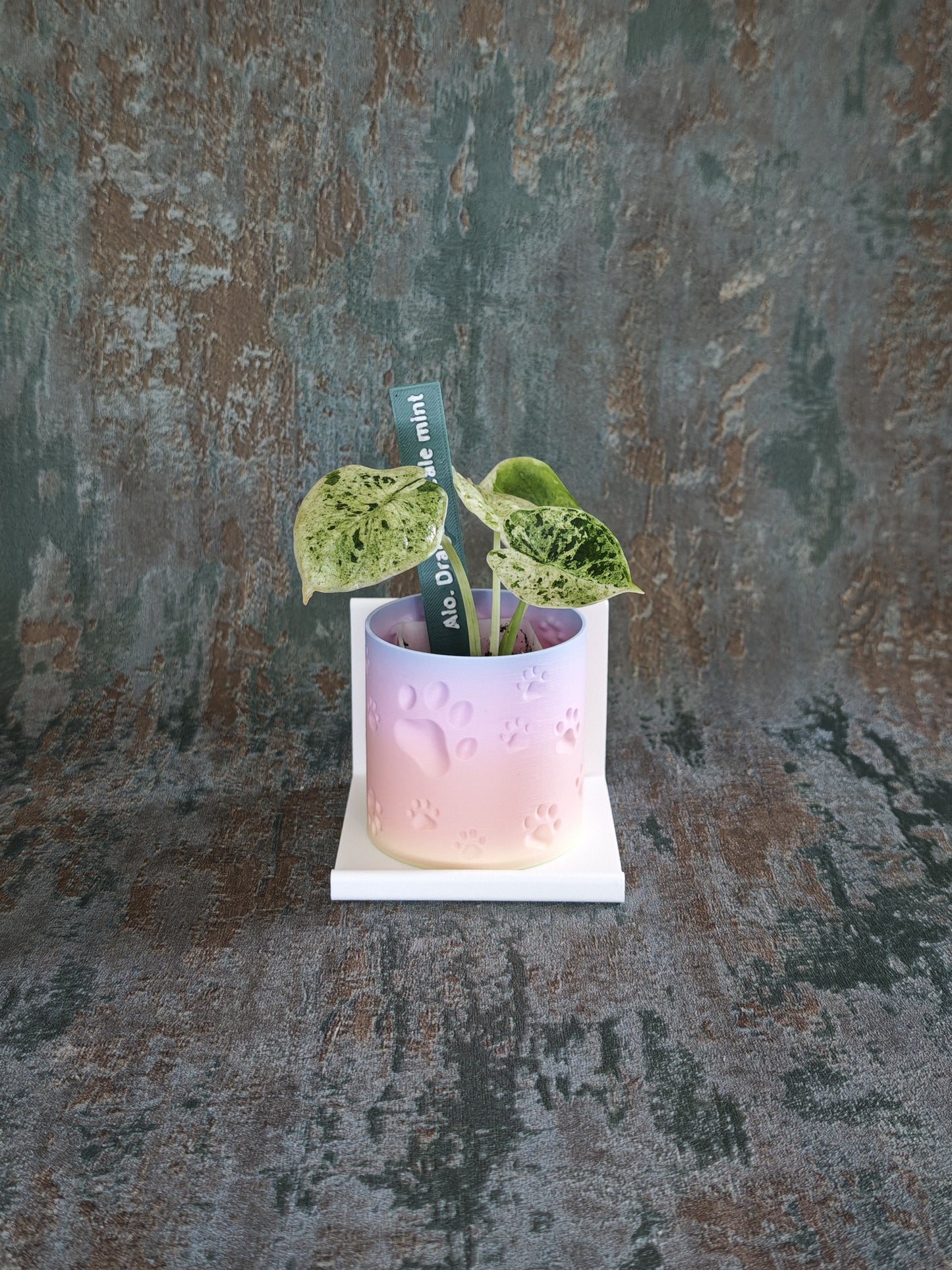 Vitrinenwinkel "Plant Up"