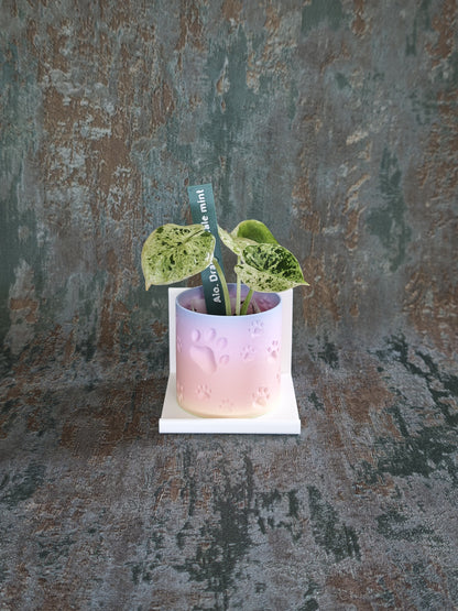 Vitrinenwinkel "Plant Up"