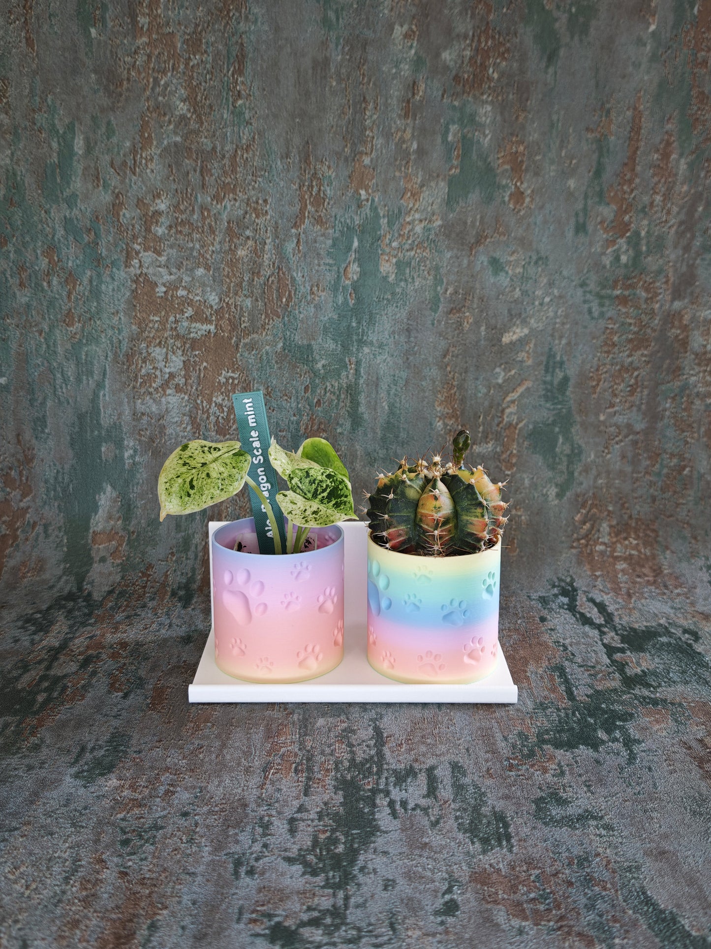 Vitrinenwinkel "Plant Up"