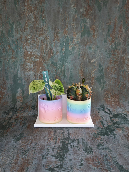 Vitrinenwinkel "Plant Up"