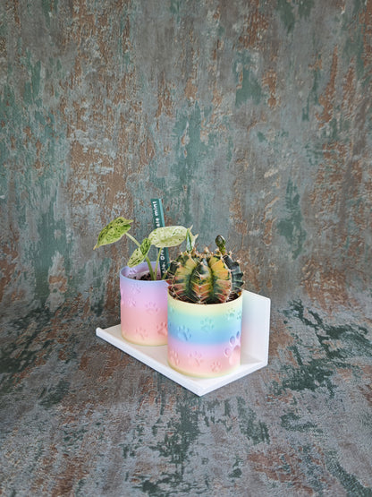 Vitrinenwinkel "Plant Up"