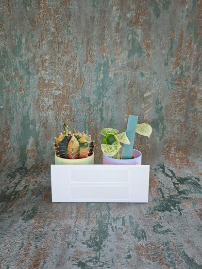 Vitrinenwinkel "Plant Up"