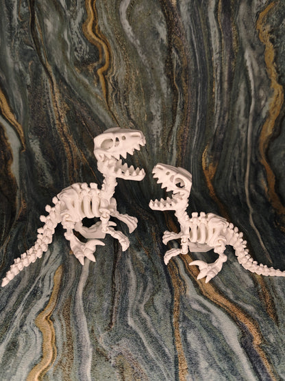 Velociraptor Skelett
