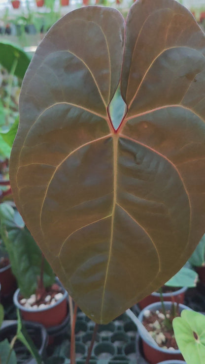 Anthurium-Clicker